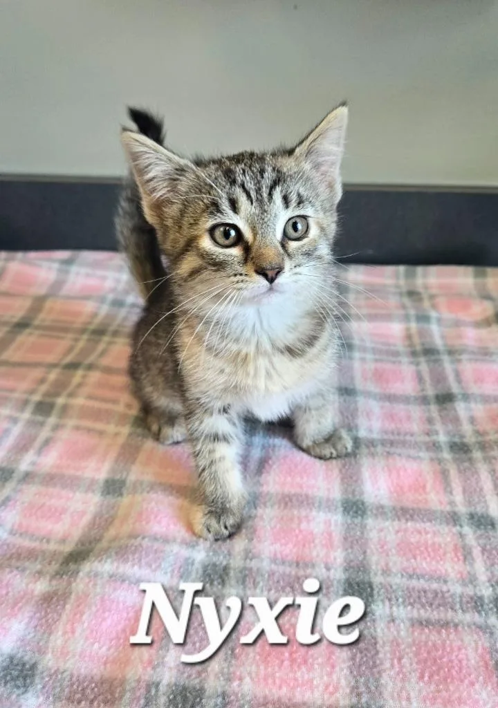 A baby small-sized female Domestic Short Hair cat named Nyxie for adoption in Sidney, OH