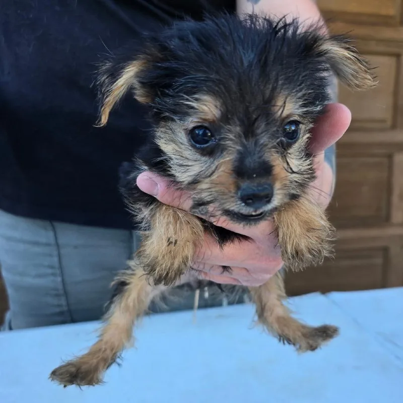 A baby small-sized male Pomeranian dog named Boo for adoption in Klamath Falls, OR