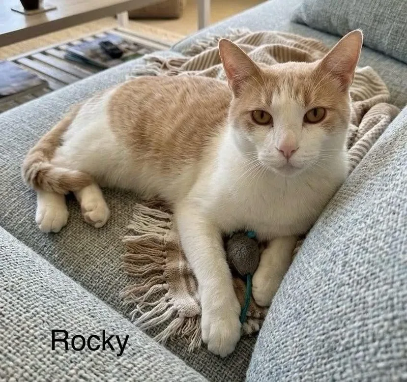 Rocky thumbnail 2
