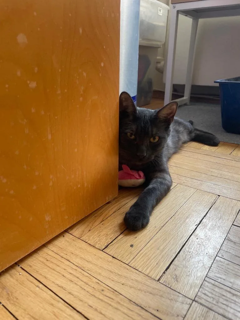 A baby medium-sized female Domestic Short Hair cat named Charlie for adoption in New York, NY