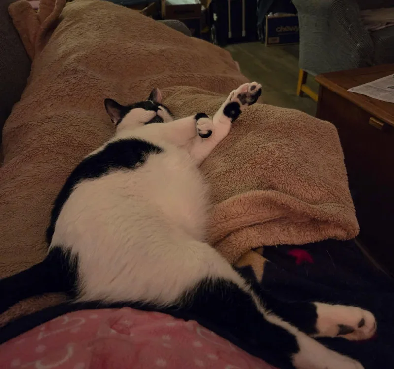 Judge Judy thumbnail 2