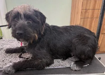 An adult medium-sized male Mixed Breed dog named Dillard for adoption in Beatrice, NE