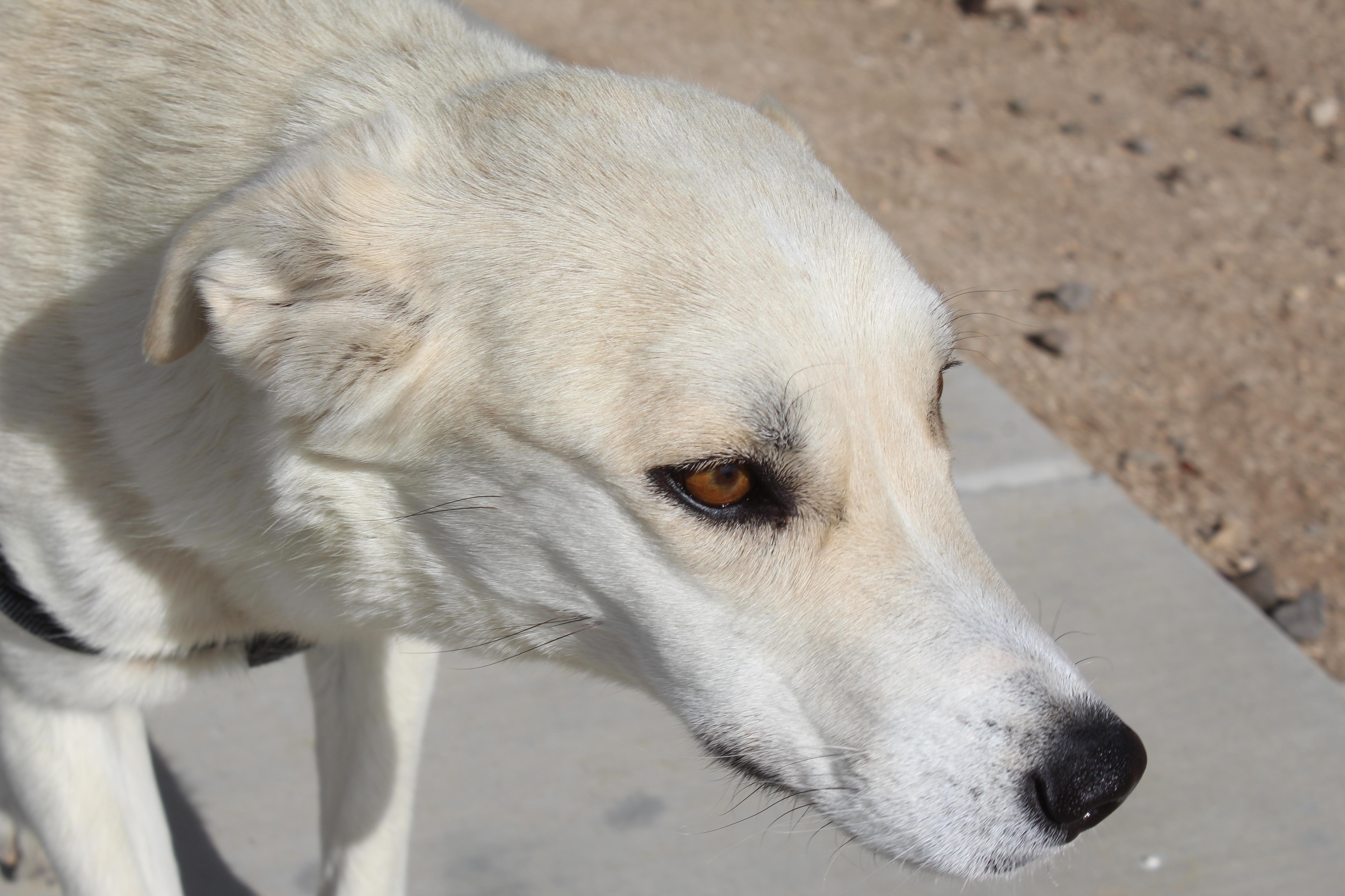 An adult medium-sized female White / Cream Retriever dog named Togepi for adoption in Yucca Valley, CA