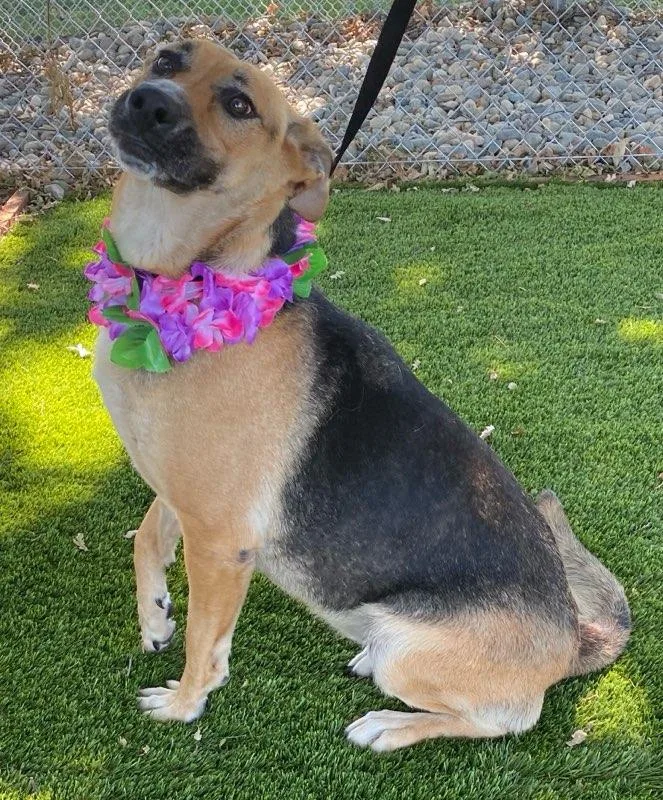 An adult large-sized female Black German Shepherd Dog dog named Zella for adoption in Colusa, CA