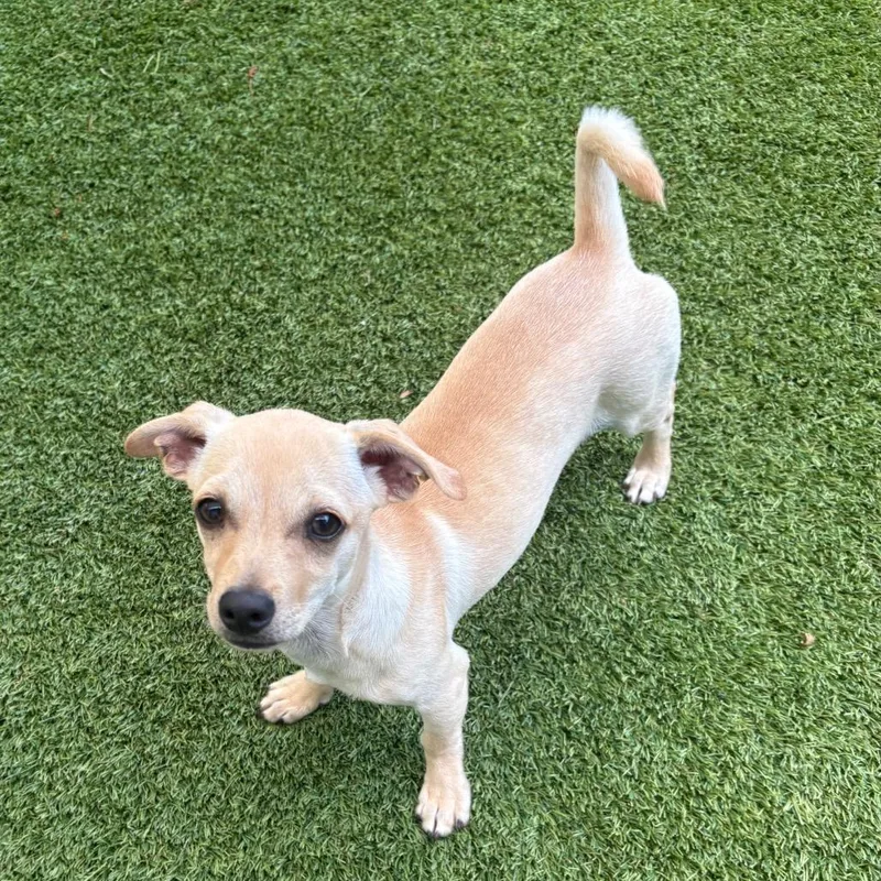 A baby small-sized male Apricot / Beige Chihuahua dog named Vanilla Bean for adoption in LOXAHATCHEE, FL