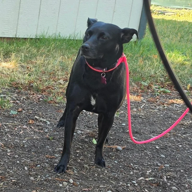 An adult medium-sized female Black Labrador Retriever dog named Binx for adoption in Spokane, WA