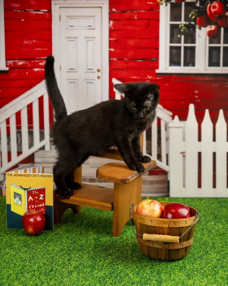 A baby small-sized female Domestic Medium Hair cat named Joey for adoption in Lapeer, MI