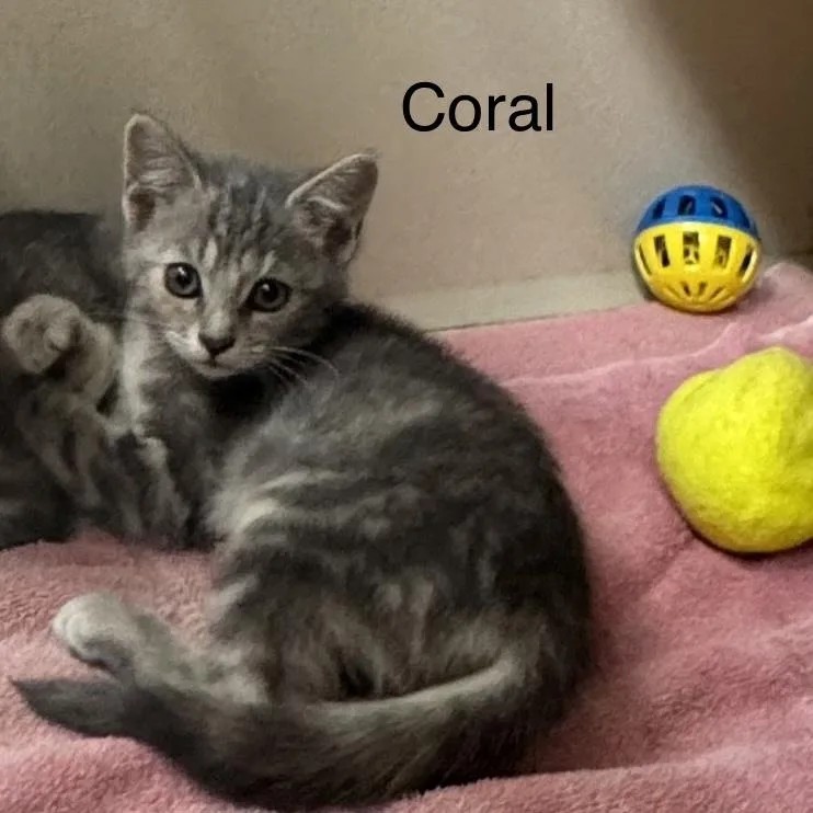 A baby medium-sized female Tabby (Gray / Blue / Silver) Domestic Short Hair cat named Coral for adoption in Ulster, PA