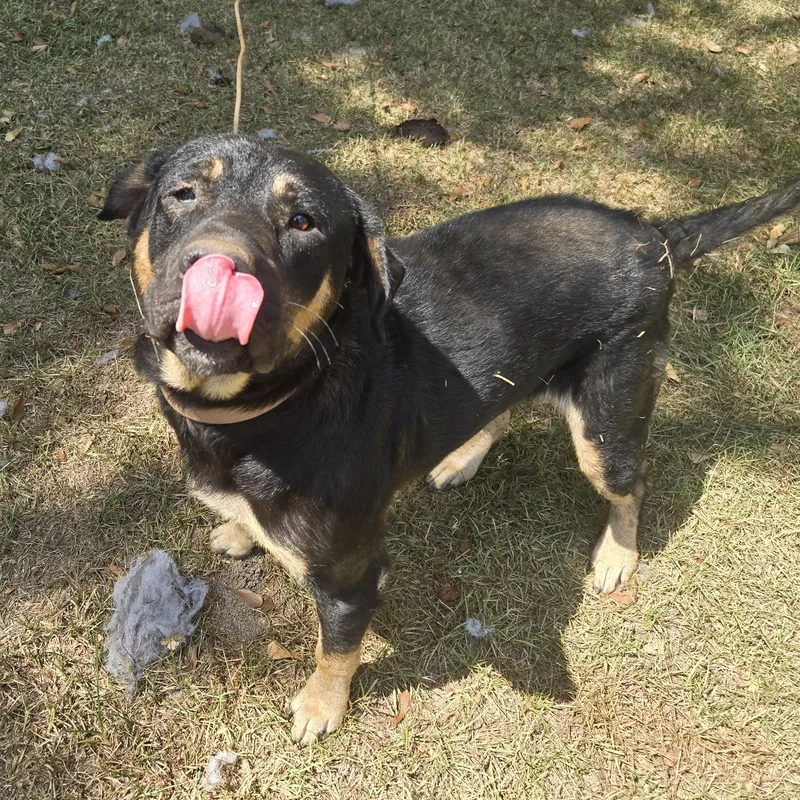 ~ Courtesy ~ Duke thumbnail 2