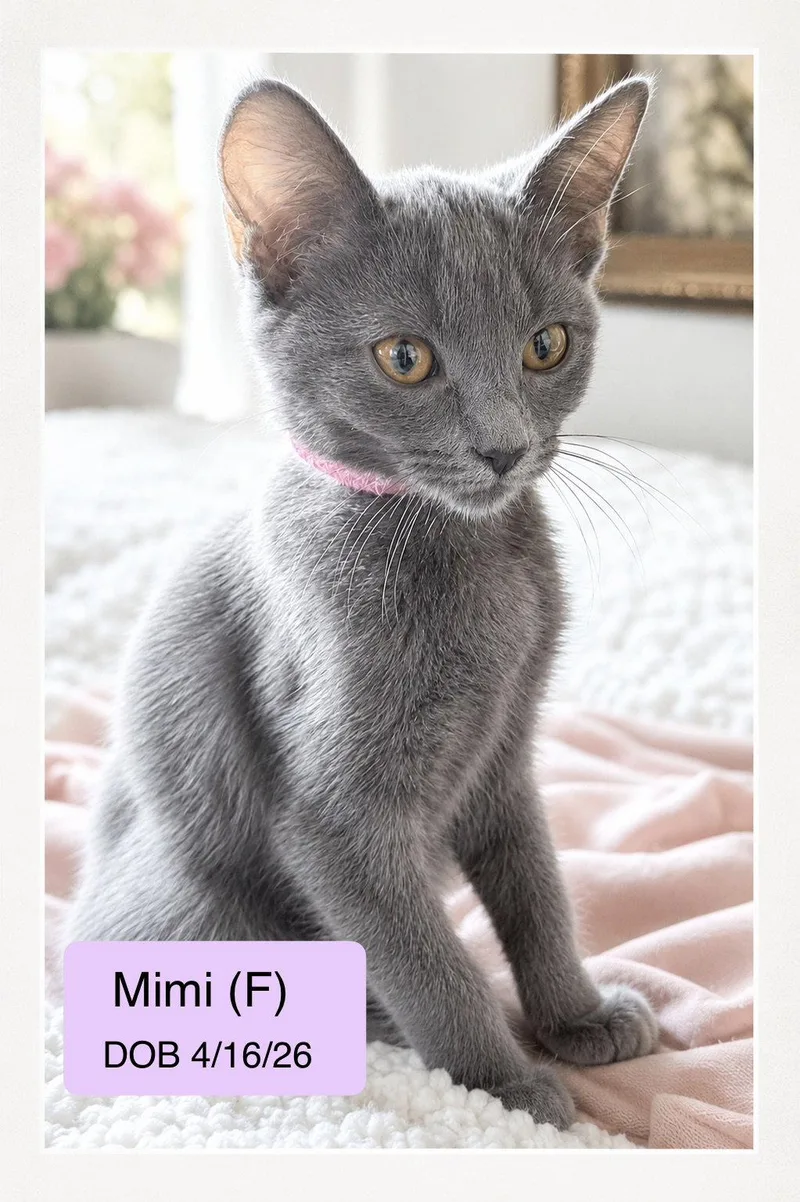 A baby medium-sized female Gray / Blue / Silver Domestic Short Hair cat named Mimi for adoption in Vacaville, CA