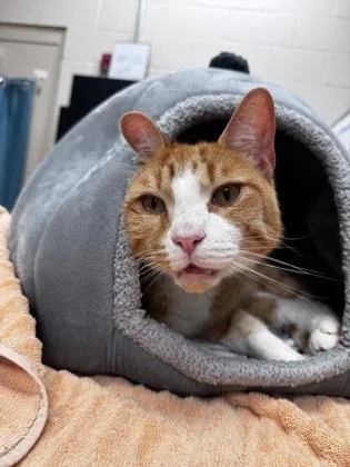 An adult medium-sized male Domestic Short Hair cat named Big Butterscotch for adoption in Fishers, IN