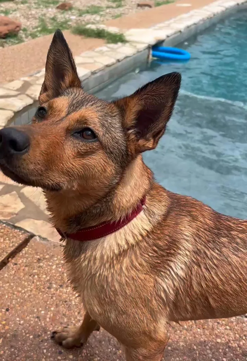A young medium-sized female Black German Shepherd Dog dog named Hazel for adoption in Pflugerville, TX