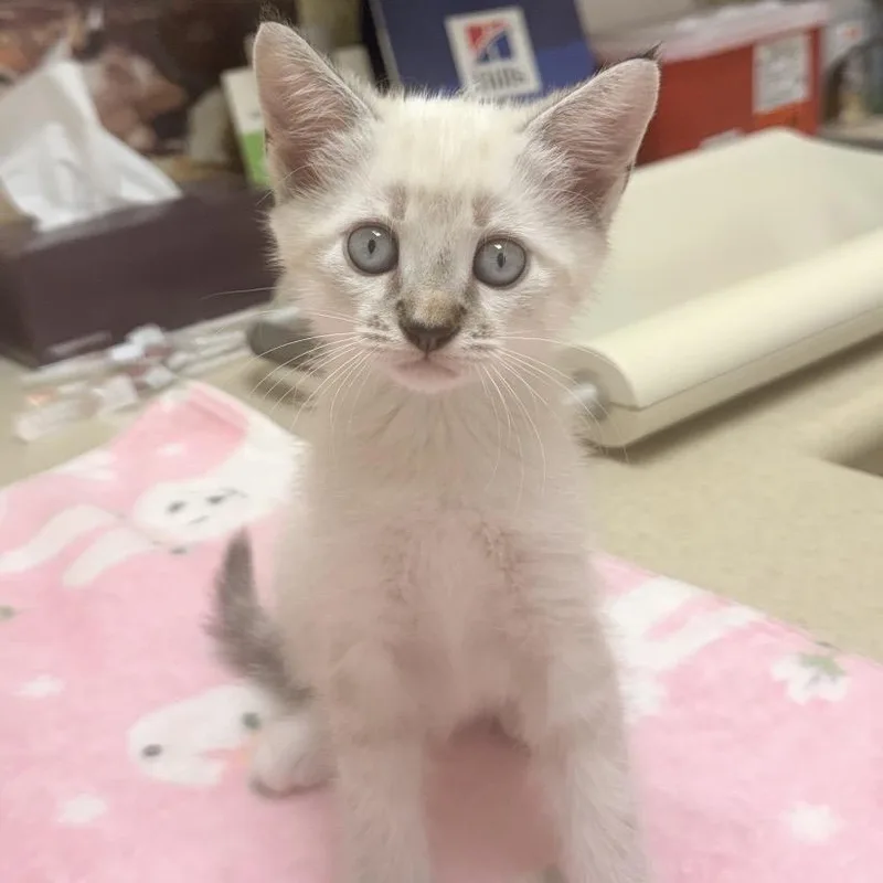 A baby small-sized male Seal Point Siamese cat named Washington A for adoption in SANTA ROSA BEACH, FL