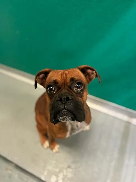 A young medium-sized male Boxer dog named Yoda for adoption in Visalia, CA