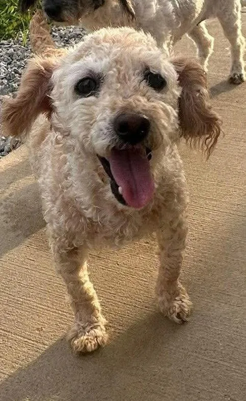 An adult small-sized female Poodle dog named Carly for adoption in Steeleville, IL