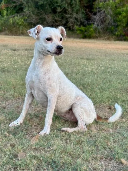 A young small-sized female Jack Russell Terrier dog named Harmony for adoption in Boerne, TX
