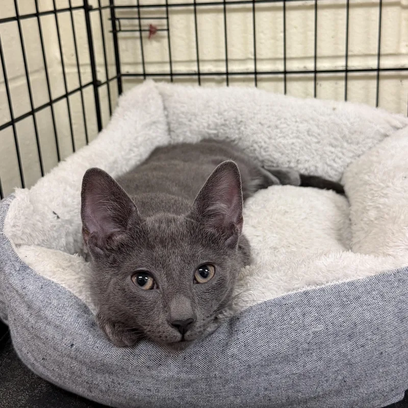 A baby medium-sized female Gray / Blue / Silver Domestic Short Hair cat named Fern for adoption in Wantagh, NY