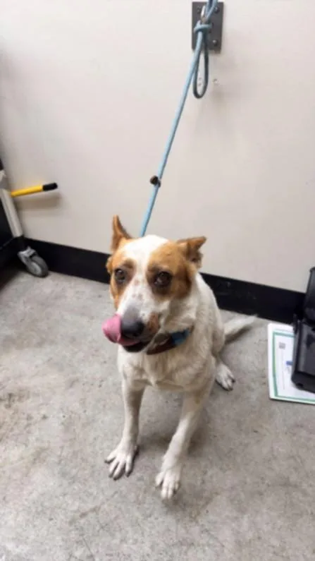 An adult medium-sized female Mixed Breed dog named Auko for adoption in Los Angeles, CA