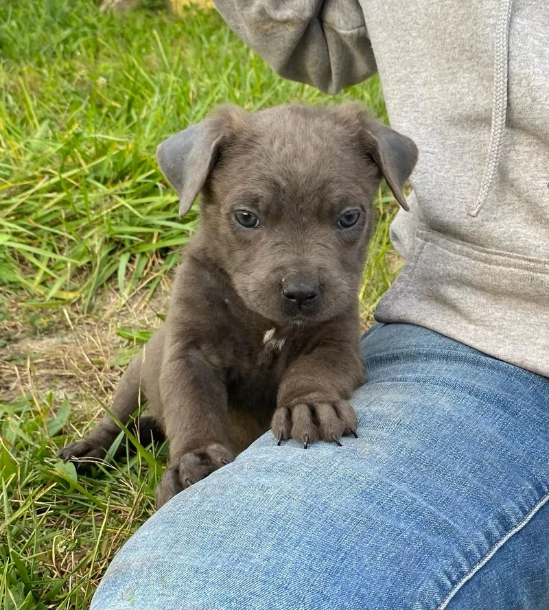 A baby large-sized male Cane Corso dog named Tiny for adoption in Ewing, NJ