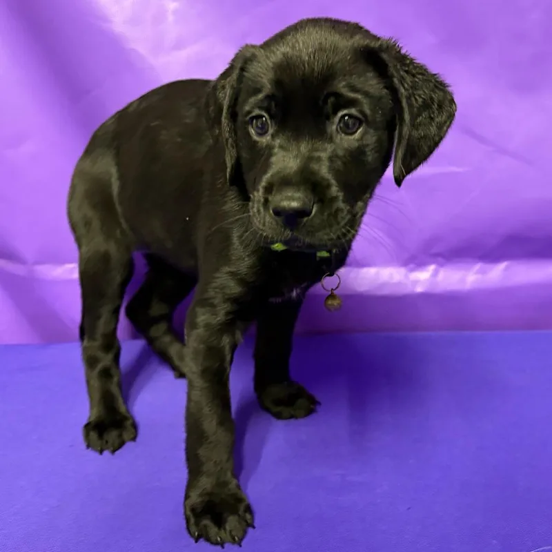 A baby large-sized female Black Yellow Labrador Retriever dog named Riona for adoption in North Myrtle Beach, SC