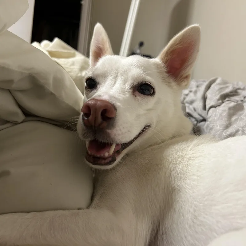 A young small-sized female Jindo dog named Delta for adoption in DANVERS, MA