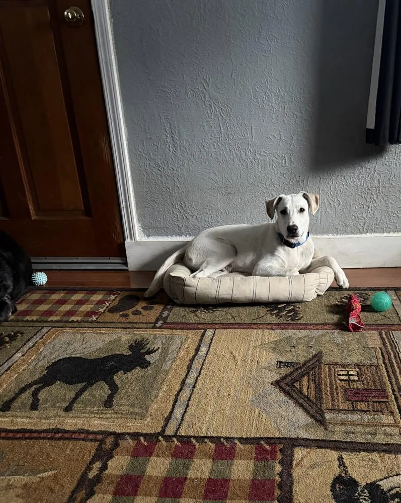 A baby medium-sized male Labrador Retriever dog named Casper for adoption in Peoria, IL