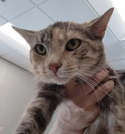An adult medium-sized female Domestic Short Hair cat named Gia for adoption in Lafayette, IN