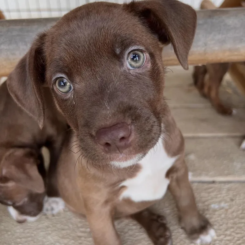 A baby medium-sized male Brown / Chocolate Chocolate Labrador Retriever dog named Decue for adoption in Hamilton , NJ