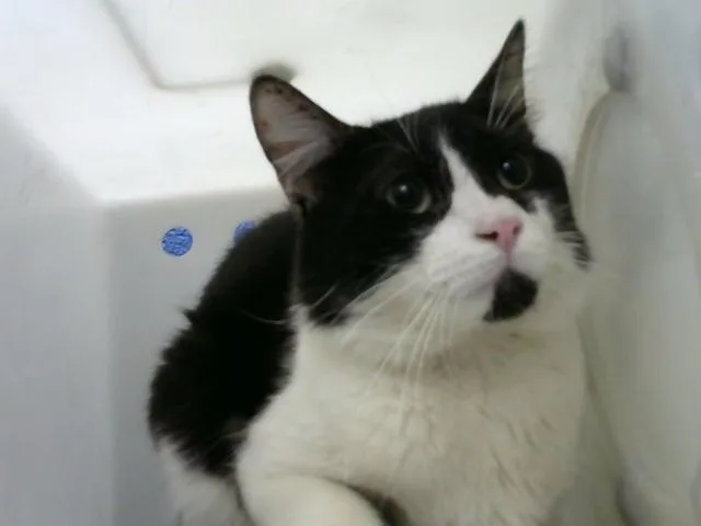 An adult medium-sized male Domestic Medium Hair cat named Bertram for adoption in Albuquerque, NM
