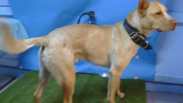 A young large-sized male German Shepherd Dog dog named A for adoption in Gardena, CA