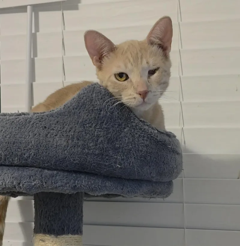 A young medium-sized male Orange / Red Domestic Short Hair cat named Blaze Sunfire for adoption in Chandler, AZ
