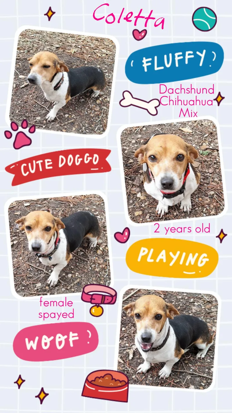 Coletta Orthw thumbnail 5