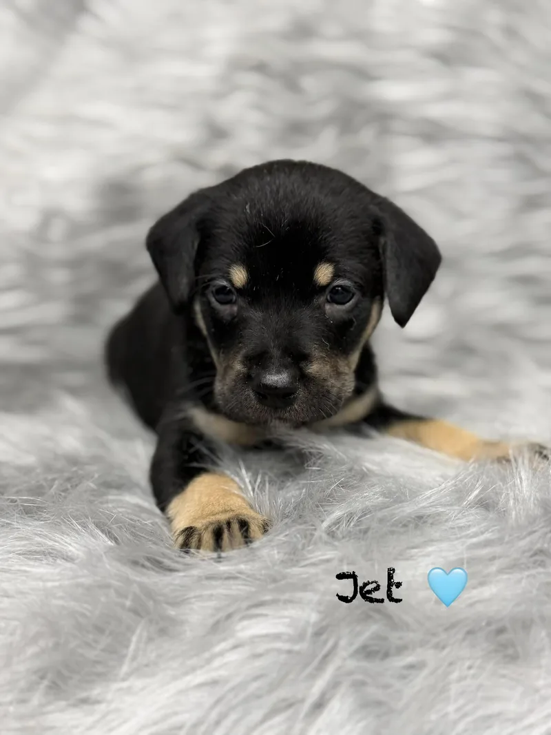 Jet