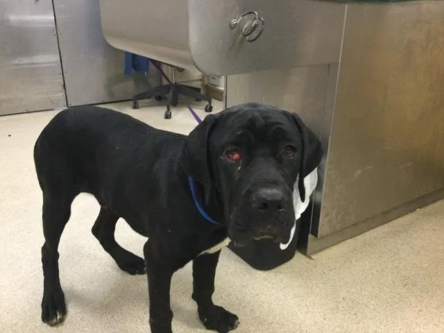 A young small-sized male Cane Corso dog named Dopey for adoption in Riverside, CA