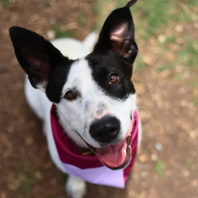 A young medium-sized female Terrier dog named Miranda for adoption in San Antonio, TX