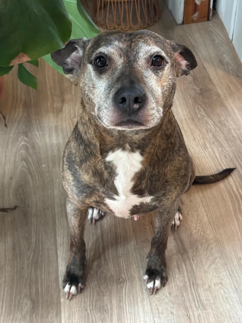 Bluebird  Beautiful Girl!