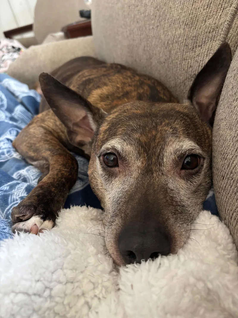 Bluebird  Beautiful Girl! thumbnail 2