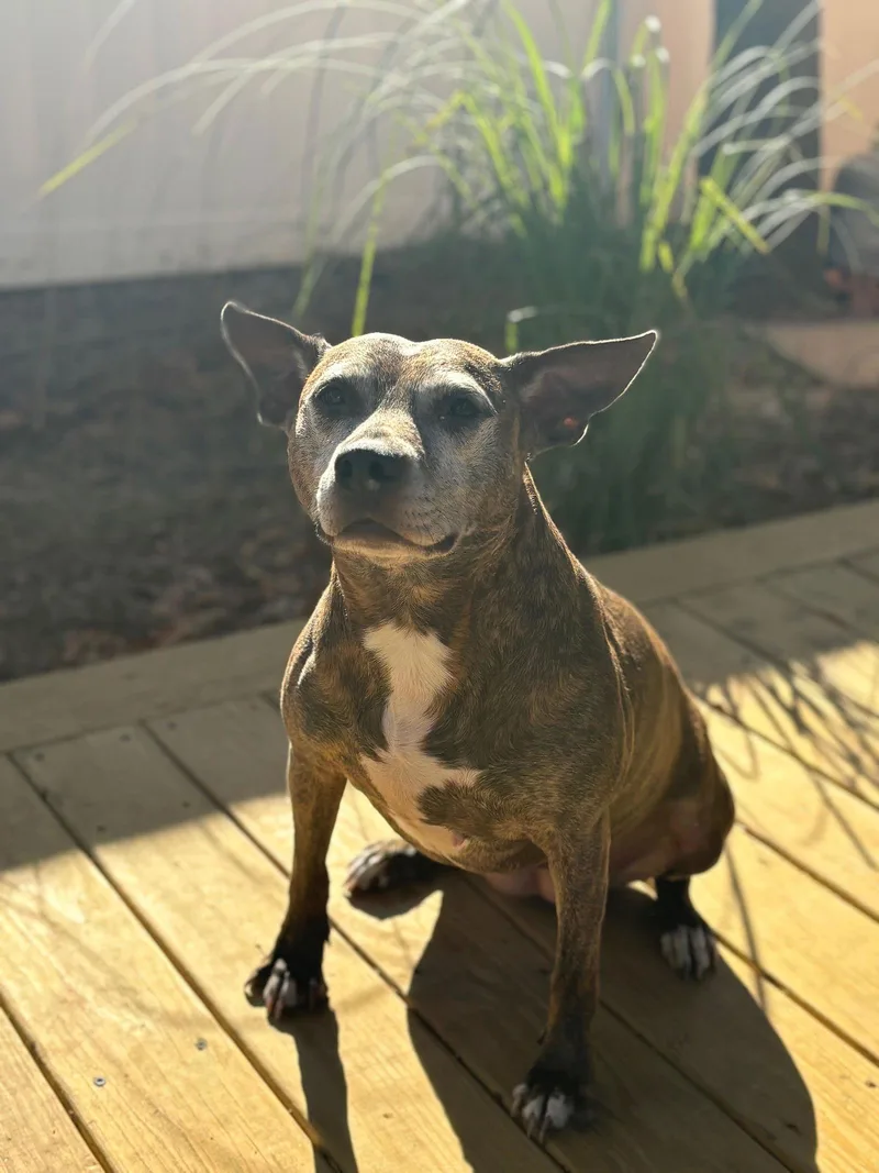 Bluebird  Beautiful Girl! thumbnail 3