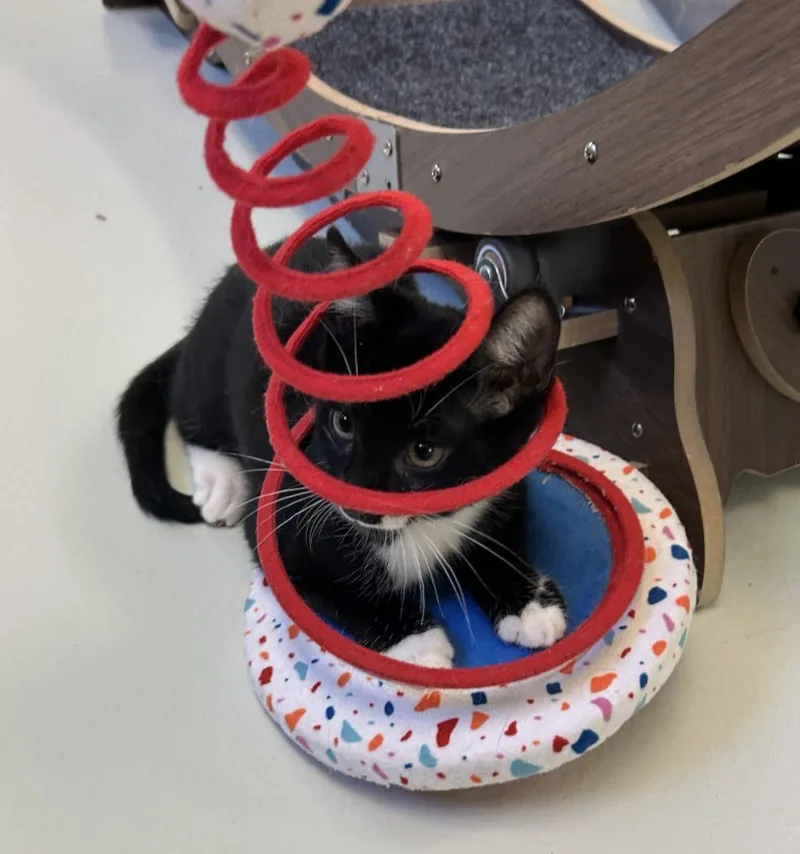 A baby small-sized male Domestic Short Hair cat named Booker for adoption in Blountville, TN