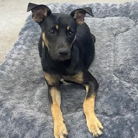 A baby small-sized female Black Mixed Breed dog named Charlotte for adoption in Duncan, OK