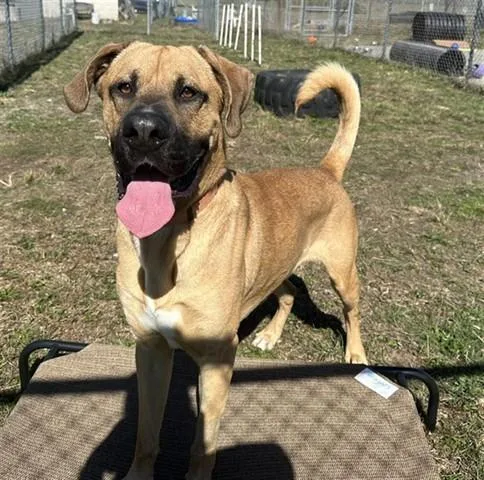 An adult extra large-sized male Great Dane dog named Scooby for adoption in McKinleyville, CA
