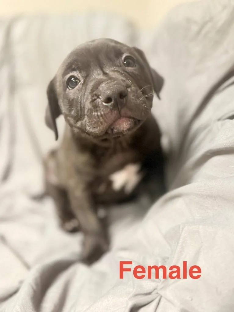 A young small-sized female Mastiff dog named Genny pup for adoption in Muskegon, MI