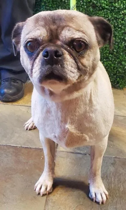 An adult large-sized female Apricot / Beige Pug dog named 61294712 for adoption in El Paso, TX