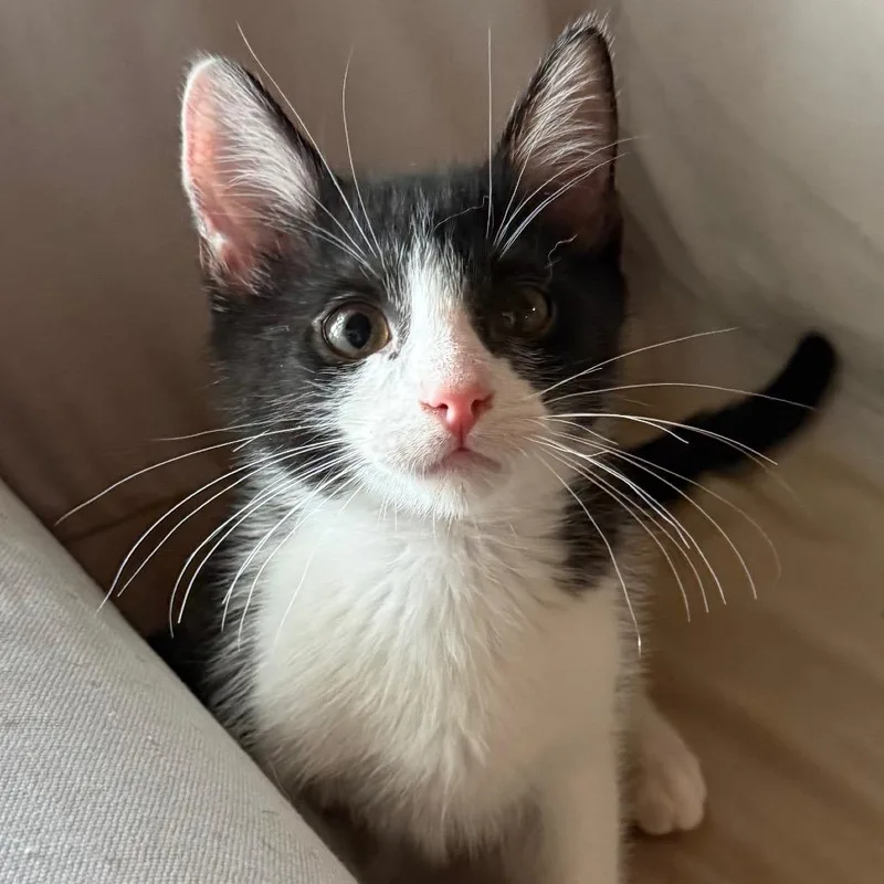 A baby small-sized male Black Domestic Short Hair cat named Linguini for adoption in Bulverde, TX