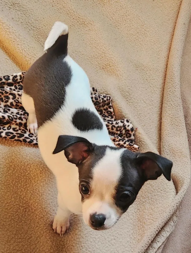 A baby small-sized female Chihuahua dog named Fortune Feimster for adoption in Fall River, MA