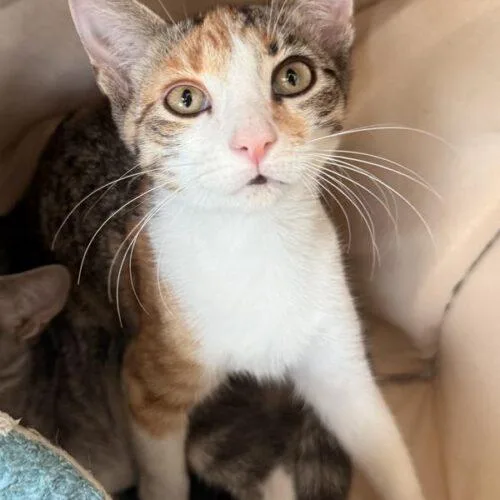 A baby small-sized female Calico Domestic Short Hair cat named Hashbrown for adoption in Tampa, FL
