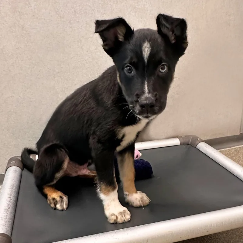 A baby small-sized male Black Mixed Breed dog named Boone for adoption in Hailey, ID