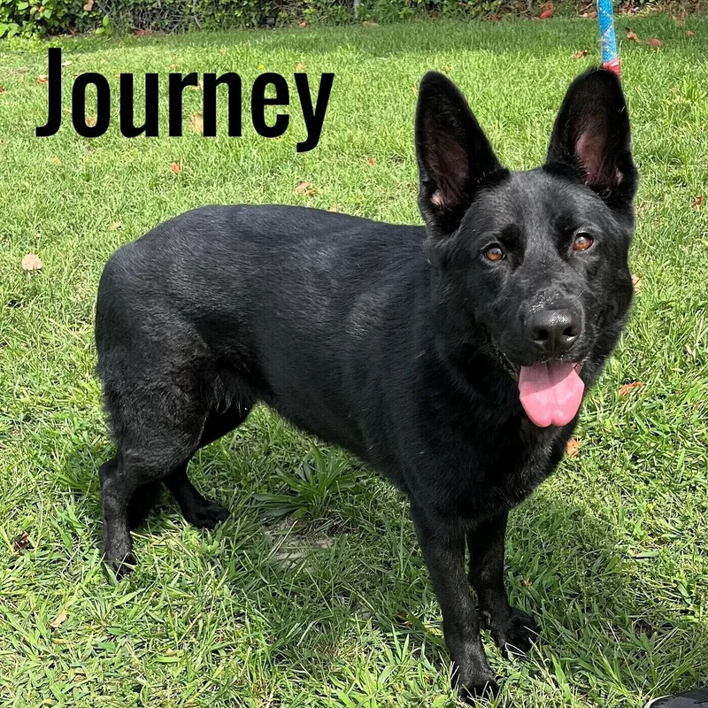 A young large-sized female Black German Shepherd Dog dog named Journey for adoption in Pleasantville, NJ