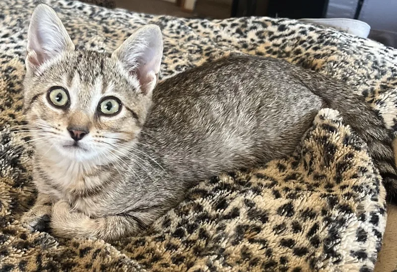 A baby small-sized male Tabby (Brown / Chocolate) Domestic Short Hair cat named Frankie for adoption in Orange, CA