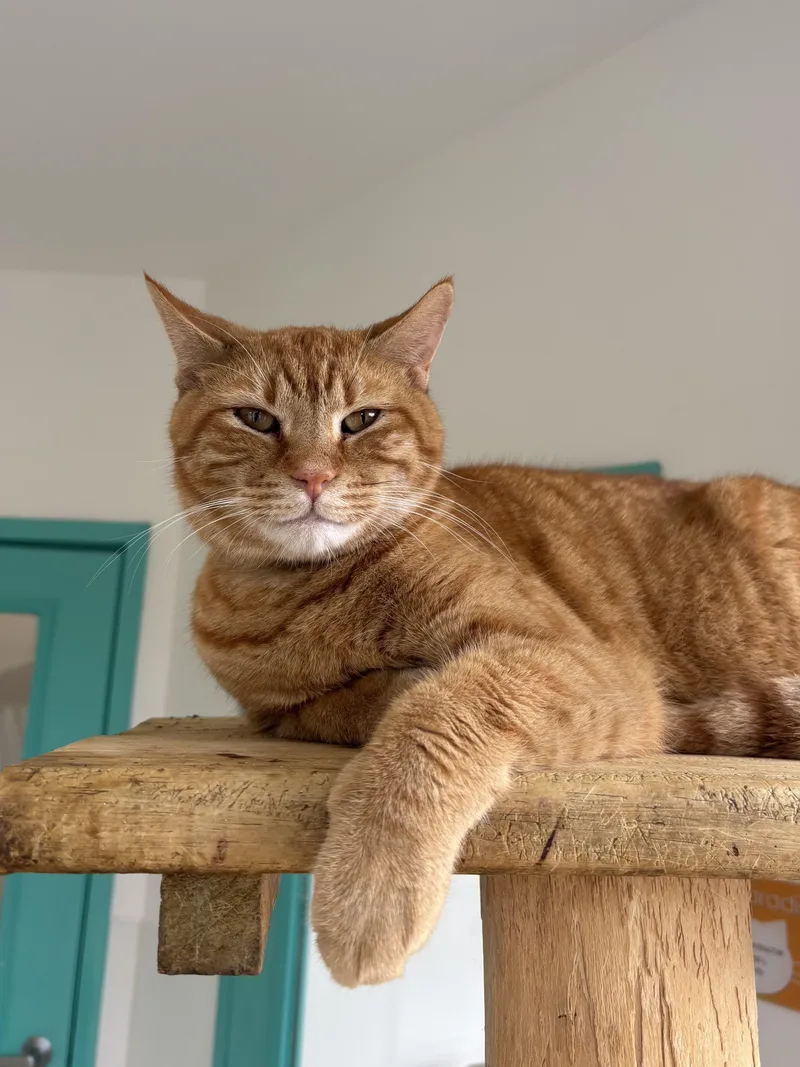 An adult medium-sized male Orange / Red Domestic Short Hair cat named Oliver Oken for adoption in Chicago, IL